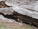 PICTURES/Walk Along The Metolius River/t_Chipmonk1.JPG